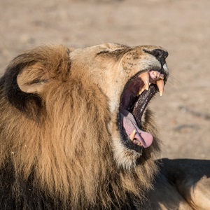 Vorschaubild Stimmtraining